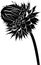 Milk thistle flower in bloom in spring vector black silhouette isolated on white background