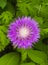 milk thistle flower. milk thistle. pink milk thistle flower, close up, shallow dof