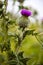 Milk thistle. Flowerhead