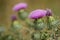 Milk thistle flowers