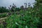 milk thistle flowers in field. Silybum marianum herbal remedy, Saint Mary's Thistle, Carduus marianus bloom