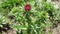 Milk thistle macro very shallow depth of field beautiful purple