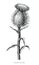 Milk thistle plant botanical hand draw vintage clip art isolated