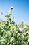 Milk thistle purple flower is blooming under blue sky