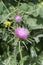 Milk Thistle Purple Pink Flower Plant