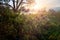 Milk thistle on side of rural pathway near river at foggy sunrise