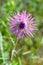 Milk thistle (Silybum marianum) is an annual or biennial plant of the Asteraceae family