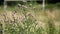 Milk thistle Silybum marianum flowers in summer field.
