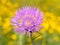 Milk Thistle (Silybum marianum L.) Flower