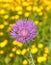 Milk Thistle (Silybum marianum L.) Flower