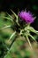 Milk thistle St Mary`s thistle in bloom