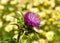 Milk thistle on unfocused background of daisies