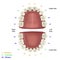 Milk tooth medical illustration, fdi tooth scheme infographic