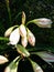 Milk and wine lilies wide leaved pink striped trumpet lilies