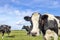 Milker cow coming towards, looking curious, face approaching at the right edge of a field, black and white and a blue sky