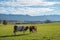 Milker cows in rural bavarian landscape