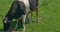 Milker milk cow on a green field