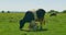 Milker milk cow on a green field