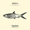 Milkfish Illustration Sketch And Vector Style. Good to use for restaurant menu, Food recipe book and food ingredients content.