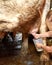 Milking of a cow on a farm the attraction for children and adults