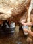 Milking of a cow on a farm the attraction for children and adults