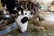 Milking cows by automatic industrial milking rotary system in modern diary farm, white cow in foreground