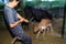 Milking cows - Colombia