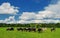 Milking cows grazing on a green summer meadow. Livestock in the pastures near Porva, Vinye in Bakony Mountain and Forest, Hungary