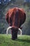 Milking Devon Cattle at Mount Vernon