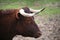 Milking Devon Cattle Portrait