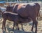 Milking Devon Cow and Calf