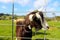 Milking goat putting head through fence