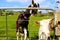 Milking goat putting head through fence