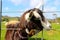 Milking goat putting head through fence