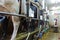 Milking parlor