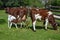 Milking Shorthorn Calf Nursing from Mom and Dad