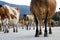 Milking time at the dairy