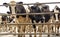 Milking yards queue grows as Friesian cows enter the pens