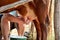 Milkmaid milking a cow close-up horizontal