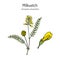 Milkvetch astragalus dasyanthus , medicinal plant