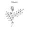 Milkvetch astragalus , medicinal plant