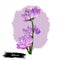 Milkvetch isolated digital art illustration. Astragalus herb, legume Fabaceae. Milkvetch purple flowers, locoweed or goats-thorn A