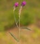 Milkvetch purple flower, Astragalus onobrychis