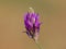 Milkvetch purple flower, Astragalus onobrychis