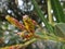 Milkweed aphids in oleander plant