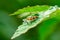 Milkweed assassin bug Zelus longipes feeding on small insect, closeup - Davie, Florida, USA