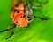 Milkweed Beetle