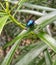 Milkweed beetle [Blue milk weed beetle]