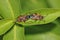 Milkweed Beetles