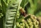 Milkweed beetles having a good time.